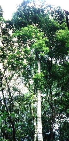 آنونا سالزمانی